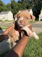 no names, a female American Bulldog for sale in Charlotte, NC – 3 of 9