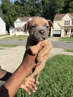no names, a female American Bulldog for sale in Charlotte, NC – 2 of 9