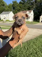 no names, a female American Bulldog for sale in Charlotte, NC – 6 of 9