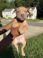 no names, a female American Bulldog for sale in Charlotte, NC – 8 of 9