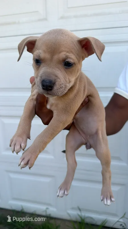no names – American Bulldog puppy for sale in Charlotte, NC