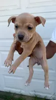 no names, a female American Bulldog for sale in Charlotte, NC – 1 of 9