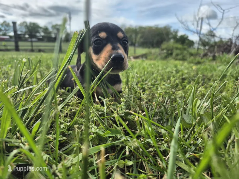 Link – Miniature Dachshund puppy for sale in Pomona, MO