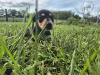 Link, a male Miniature Dachshund for sale in Pomona, MO – 1 of 5