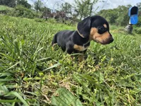 Link, a male Miniature Dachshund for sale in Pomona, MO – 3 of 5
