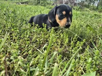 Link, a male Miniature Dachshund for sale in Pomona, MO – 5 of 5