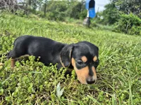 Link, a male Miniature Dachshund for sale in Pomona, MO – 2 of 5