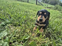 Link, a male Miniature Dachshund for sale in Pomona, MO – 4 of 5
