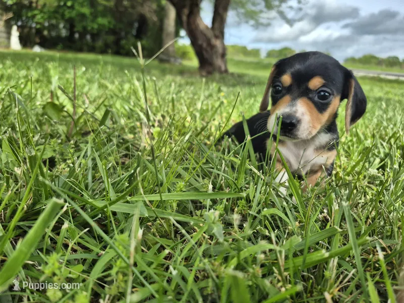 Cricket – Miniature Dachshund puppy for sale in Pomona, MO