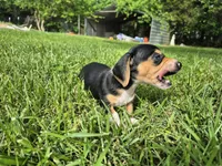 Cricket, a female Miniature Dachshund for sale in Pomona, MO – 4 of 6
