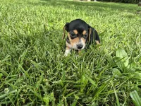 Cricket, a female Miniature Dachshund for sale in Pomona, MO – 6 of 6