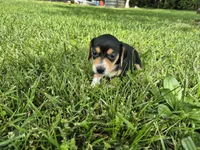 Cricket, a female Miniature Dachshund for sale in Pomona, MO – 5 of 6
