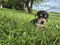 Cricket, a female Miniature Dachshund for sale in Pomona, MO – 2 of 6