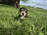 Cricket, a female Miniature Dachshund for sale in Pomona, MO – 3 of 6