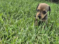 Nacho, a female Miniature Dachshund for sale in Pomona, MO – 6 of 6