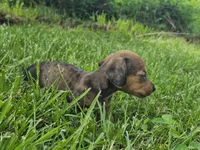 Nacho, a female Miniature Dachshund for sale in Pomona, MO – 3 of 6