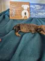 Nacho, a female Miniature Dachshund for sale in Pomona, MO – 4 of 6