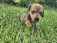 Nacho, a female Miniature Dachshund for sale in Pomona, MO – 5 of 6
