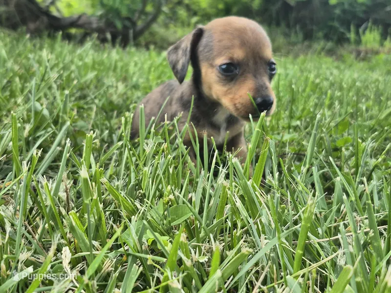 Nacho, a female Miniature Dachshund for sale in Pomona, MO – 1 of 6