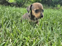 Nacho, a female Miniature Dachshund for sale in Pomona, MO – 1 of 6