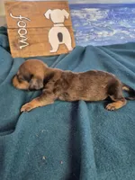 Nacho, a female Miniature Dachshund for sale in Pomona, MO – 2 of 6