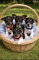 Red , a male Rat Terrier for sale in Homestead, FL – 3 of 3