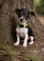 Red , a male Rat Terrier for sale in Homestead, FL – 2 of 3
