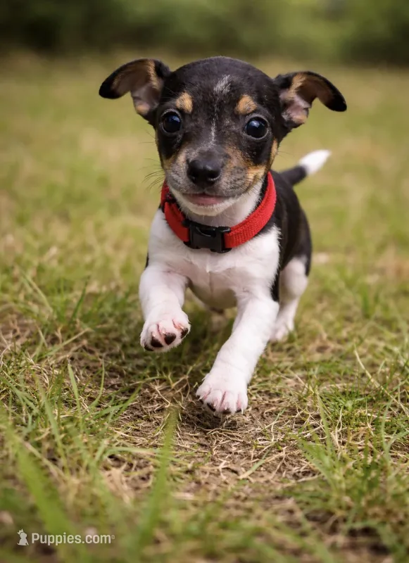 Red  – Rat Terrier puppy for sale in Homestead, FL