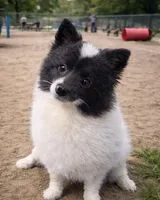 Oreo , a male Pomeranian for sale in Homestead, FL – 1 of 1