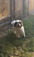 Drake, a male Havapoo for sale in Aurora, CO – 2 of 4