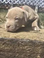 Red nose F4, a female American Pit Bull Terrier for sale in Aurora, CO – 3 of 4