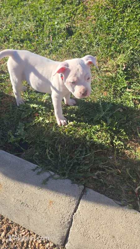 Red nose f2 – American Pit Bull Terrier puppy for sale in Aurora, CO