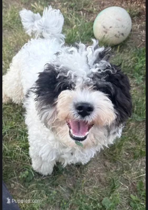 Drake – Havapoo puppy for sale in Aurora, CO