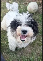 Drake, a male Havapoo for sale in Aurora, CO – 1 of 4