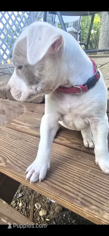 Red nose F3 – American Pit Bull Terrier puppy for sale in Aurora, CO