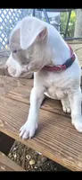 Red nose F3, a female American Pit Bull Terrier for sale in Aurora, CO – 1 of 2