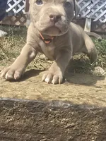 Red nose F4, a female American Pit Bull Terrier for sale in Aurora, CO – 2 of 4