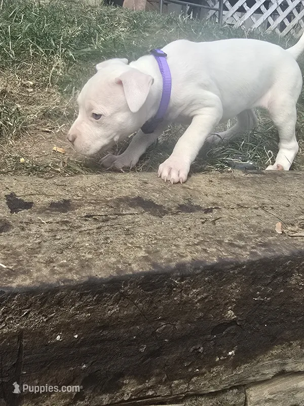 Red nose F5 – American Pit Bull Terrier puppy for sale in Aurora, CO