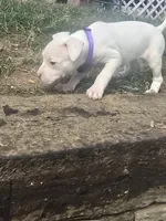Red nose F5, a female American Pit Bull Terrier for sale in Aurora, CO – 1 of 2