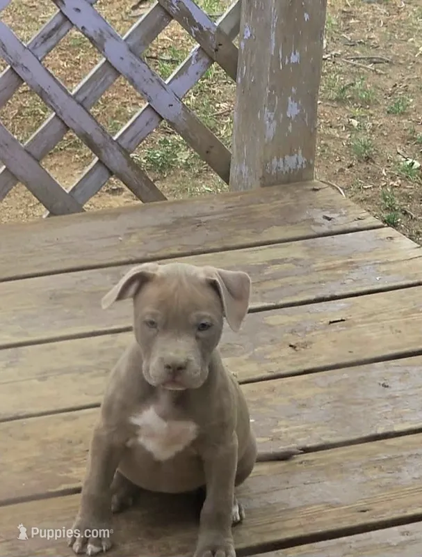 Red nose F4 – American Pit Bull Terrier puppy for sale in Aurora, CO