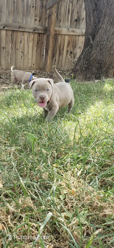 Red nose F4 – American Pit Bull Terrier puppy for sale in Aurora, CO