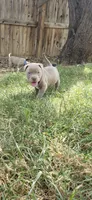 Red nose F4, a female American Pit Bull Terrier for sale in Aurora, CO – 1 of 4