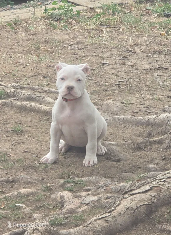 Red nose f2 – American Pit Bull Terrier puppy for sale in Aurora, CO