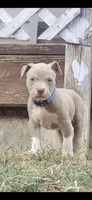 Red nose M2, a male American Pit Bull Terrier for sale in Aurora, CO – 1 of 2