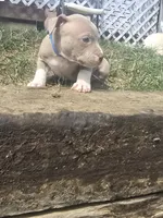 Red nose M2, a male American Pit Bull Terrier for sale in Aurora, CO – 2 of 2