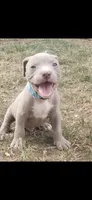 Red nose M1, a male American Pit Bull Terrier for sale in Aurora, CO – 2 of 2