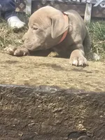 Red nose F4, a female American Pit Bull Terrier for sale in Aurora, CO – 4 of 4