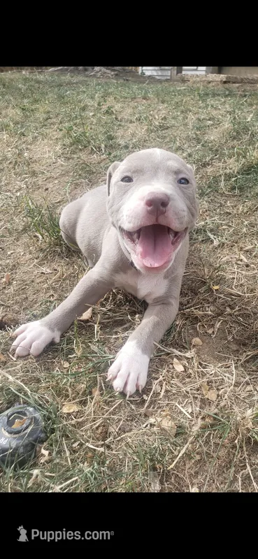 Red nose F6 – American Pit Bull Terrier puppy for sale in Aurora, CO