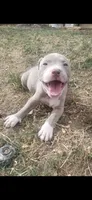 Red nose F6, a female American Pit Bull Terrier for sale in Aurora, CO – 1 of 3