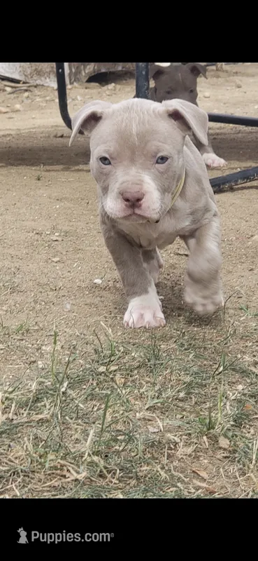 Red nose F1 – American Pit Bull Terrier puppy for sale in Aurora, CO